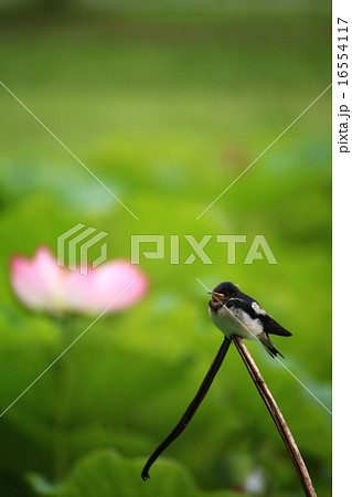 ツバメ442 16554117