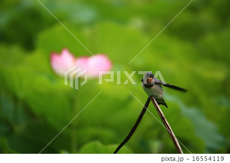 ツバメ452 16554119