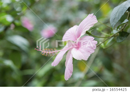ハイビスカス 16554425