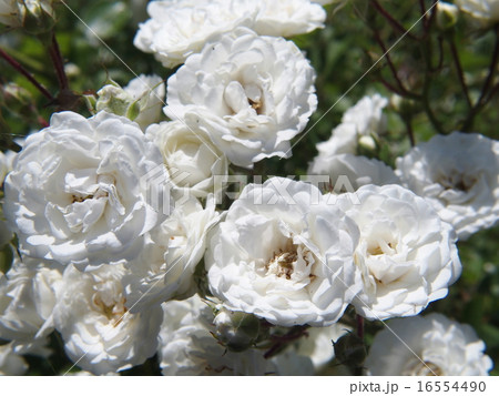 バラ・イメージ（１０） 16554490