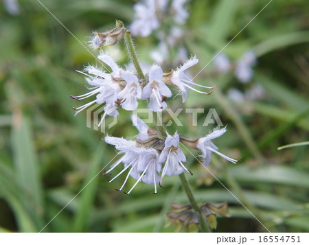 ケナツノタムラソウ（ミヤマタムラソウ）・イメージ（５） 16554751