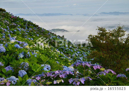 アジサイ咲く大川原高原1 16555023