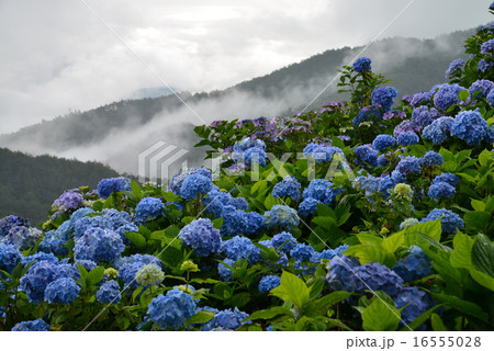 アジサイ咲く大川原高原6 16555028