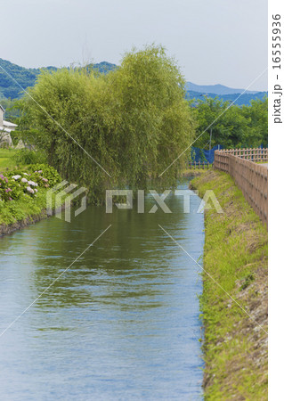 田舎の風景　朝倉市　水路と柳 16555936