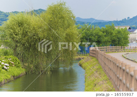 田舎の風景　朝倉市　水路と柳 16555937