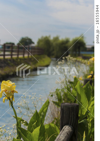 田舎の風景　朝倉市　水路と柳 16555944