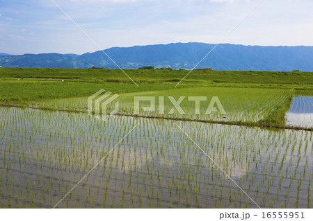 田舎の風景　朝倉市　水を張った水田 16555951