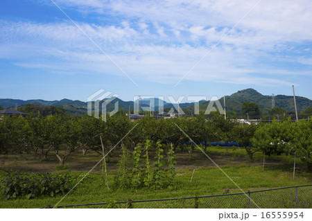 朝倉市　菱野の三連水車群と田舎の風景 16555954