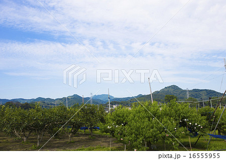 朝倉市　菱野の三連水車群と田舎の風景 16555955