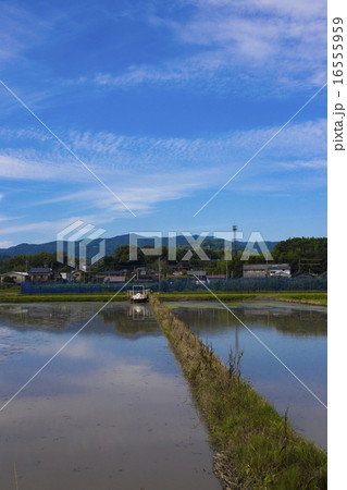 田舎の風景 朝倉市 水を張った水田 田舎の風景 朝倉市 水を張った水田 16555959