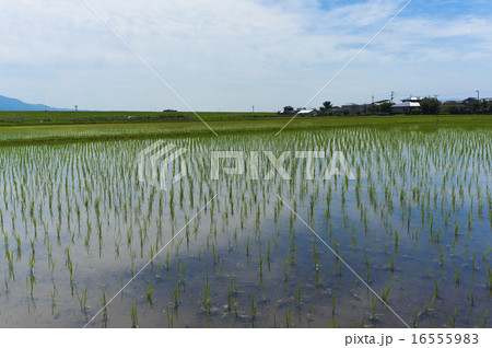 田舎の風景　朝倉市　水を張った水田 16555983