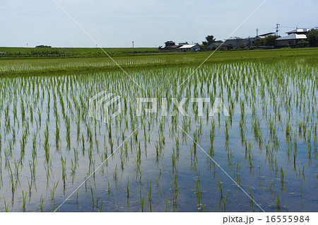 田舎の風景　朝倉市　水を張った水田 16555984