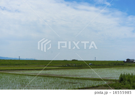 田舎の風景 朝倉市 水を張った水田 田舎の風景 朝倉市 水を張った水田 16555985