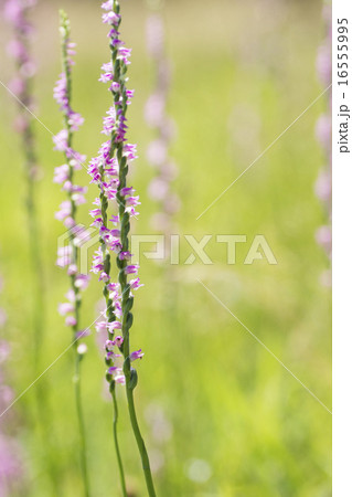 ネジバナ ネジバナ 16555995