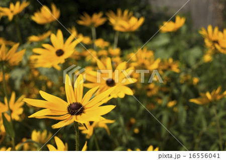 田舎の風景 菱野の三連水車 グロリオサデジーの花 田舎の風景 菱野の三連水車 グロリオサデジーの花 16556041
