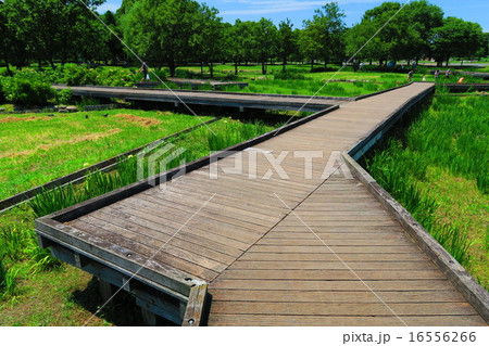 舎人公園の池 16556266