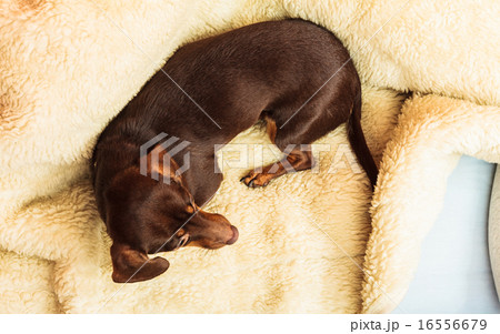 mixed dog relaxing on bed at home mixed dog relaxing on bed at home 16556679