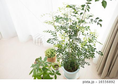 観葉植物 16556892