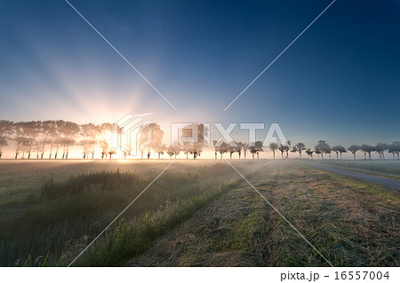 misty sunrise over meadow 16557004