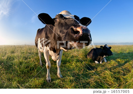 funny cow muzzle via wide angle 16557005