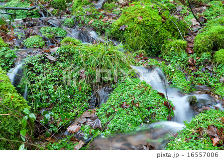 little river in green forest 16557006