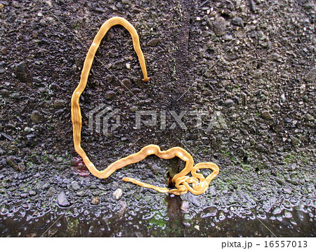 オオミスジコウガイビル オオミスジコウガイビル 16557013