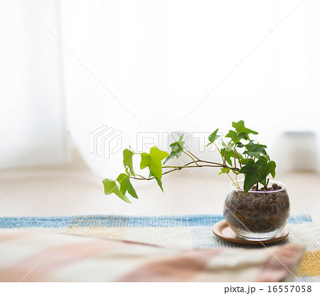 観葉植物 観葉植物 16557058