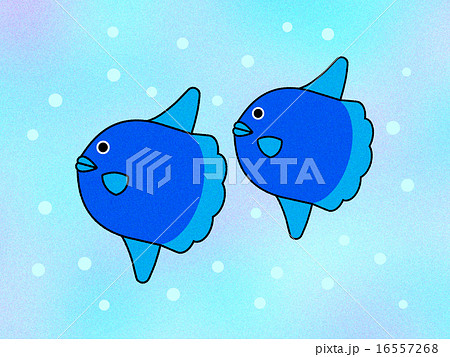 マンボウのイラスト マンボウのイラスト 16557268