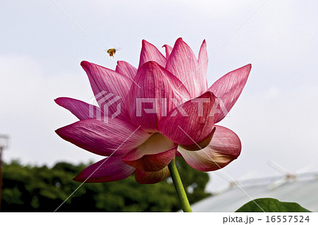 ハスの花 16557524