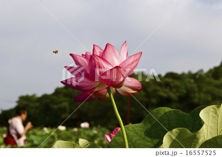 ハスの花 16557525