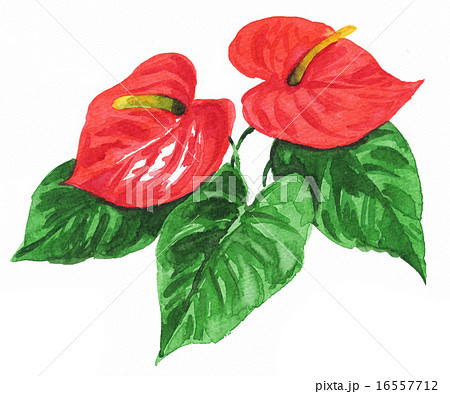 アンスリウム15711pix7 アンスリウム15711pix7 16557712