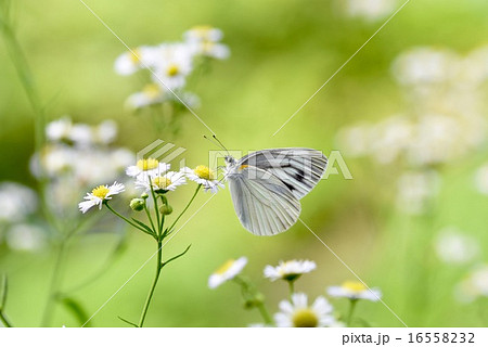 スジグロチョウとヒメジョオン スジグロチョウとヒメジョオン 16558232