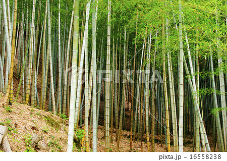 竹林 竹林 16558238