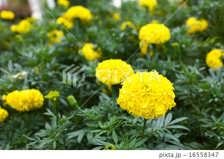 Tagetes erecta L or Marigold beautiful flower Tagetes erecta L or Marigold beautiful flower 16558347