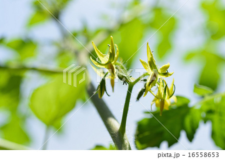 ミニトマトの花 16558653