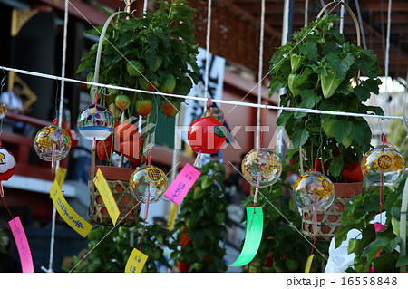 ふうりん 16558848