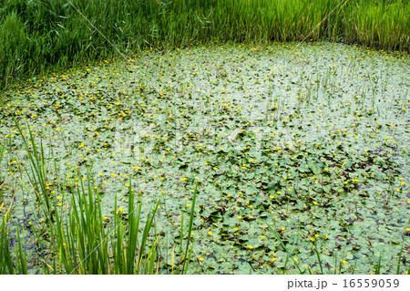 行田市の古代蓮の里・アサザ 16559059