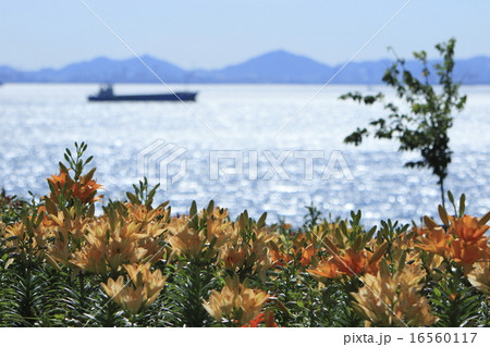 海に咲くゆりの花の写真素材