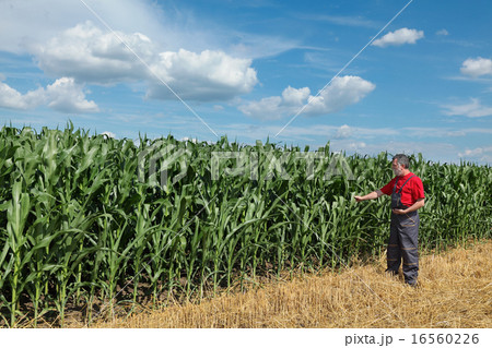 Agriculture, farmer in corn field 16560226