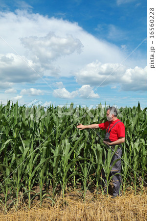 Agriculture, farmer in corn field 16560228