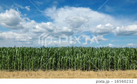 Agriculture, corn field with beautiful sky Agriculture, corn field with beautiful sky 16560232