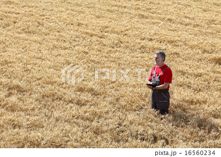 Agricultural scene, farmer or agronomist inspect wheat field Agricultural scene, farmer or agronomist inspect wheat field 16560234