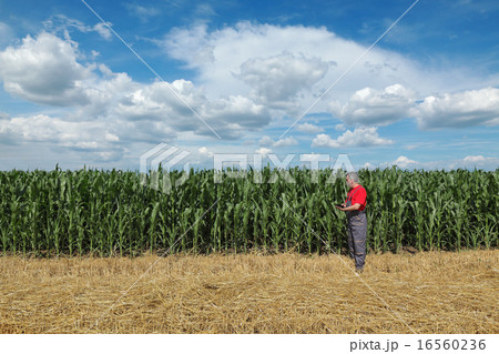 Agriculture, farmer in corn field Agriculture, farmer in corn field 16560236