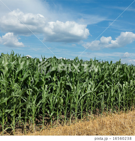 Agriculture, corn field with beautiful sky Agriculture, corn field with beautiful sky 16560238