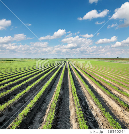 Agriculture, carrot field in summer 16560244