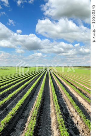 Agriculture, carrot field in summer 16560245
