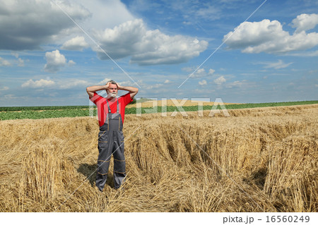 Agriculture, farmer gesture in wheat field 16560249