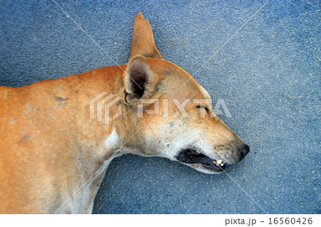 head of stray dog sleep on ground 16560426