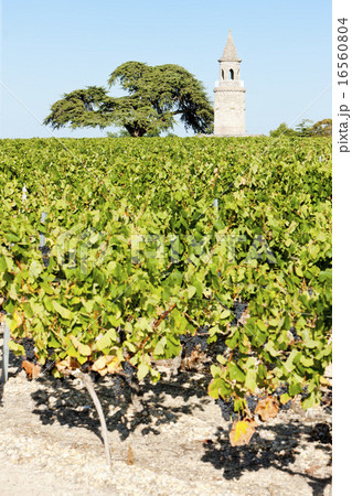 Chateau de la Tour, By, Bordeaux Region, France 16560804