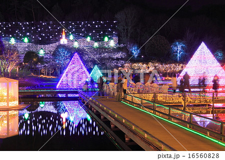 足利フラワーパーク イルミネーション 足利フラワーパーク イルミネーション 16560828